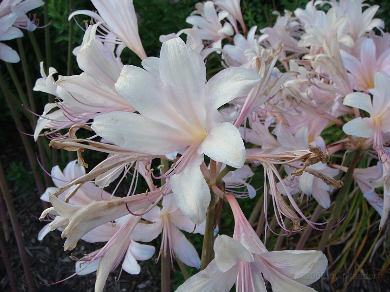 461 Longwood Gardens [2008 August 23].JPG - Longwood Gardens in Pennsylvania